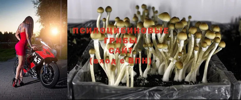 Галлюциногенные грибы Magic Shrooms Ворсма